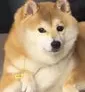doge秽土转生版真名