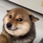 Doge2 (Doge2) konvertor va kalkulyatori