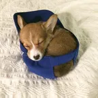 doginhat (DIH) Konverter und Rechner
