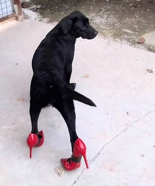 How to sell dogwifheels (HEELS)