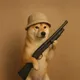 سعر dogwifpump
