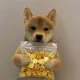 Цена Dogwifsupply