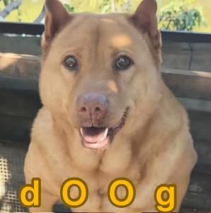 Cos’è dOOg(dOOg)