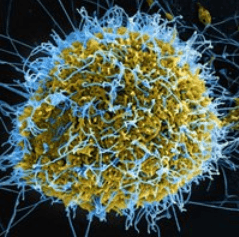 Цена EbolaVirus