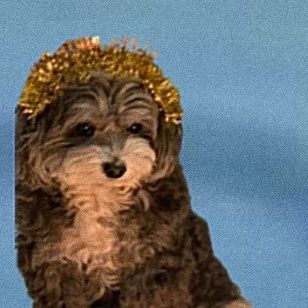 Elon's Dog narxi