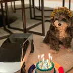 Elon's Dog(Marvin)轉換器與計算器