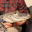 Convertitore e calcolatore di Emotional Support Alligator (WALLY)