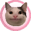 Polite Cat price
