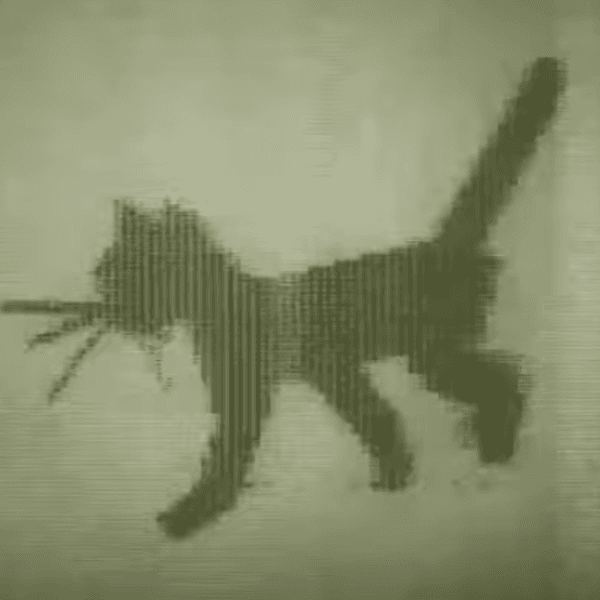 Come vendere First Digital Cat (1968) (KITTY)