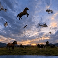 Was ist Flying Animal Memes(FAM)