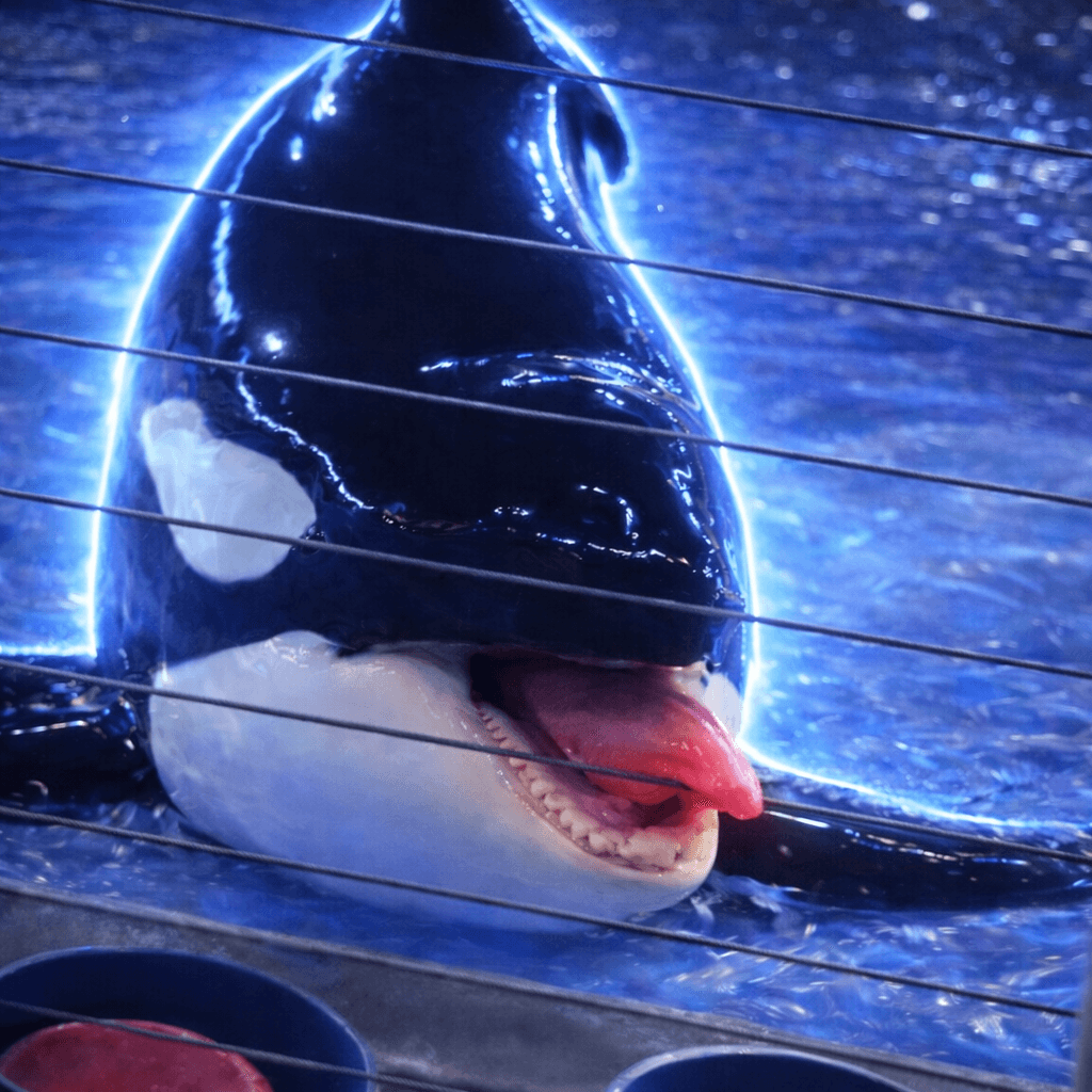 ¿Qué es Freaky ahh Orca(Kyuquot)?