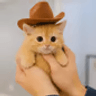 fred the kitty