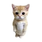 Konverter dan kalkulator GAMefi POOl tradecat_coin (交易猫)