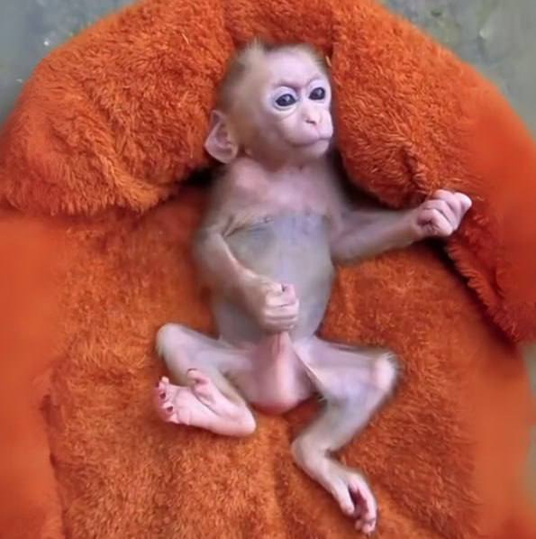 What is Goonkey(Goonkey)