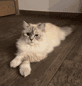 سعر GoPro Cat IRL