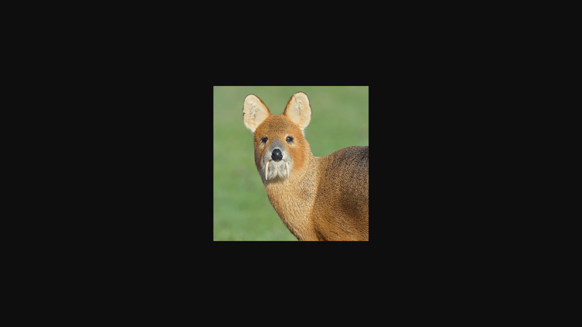 O que é Gorani(고라니)