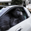 Was ist Gorilla in a Coupe (gorillainacoupe.com)(GIAC)