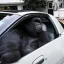 Cena Gorilla in a Coupe (gorillainacoupe.com)