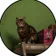 Come vendere GTA6CAT (thegta6cat.com) (GATO)