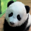 Qu'est-ce que GUANGZHOU ZOO NEW BABY PANDA(MEIZHU)