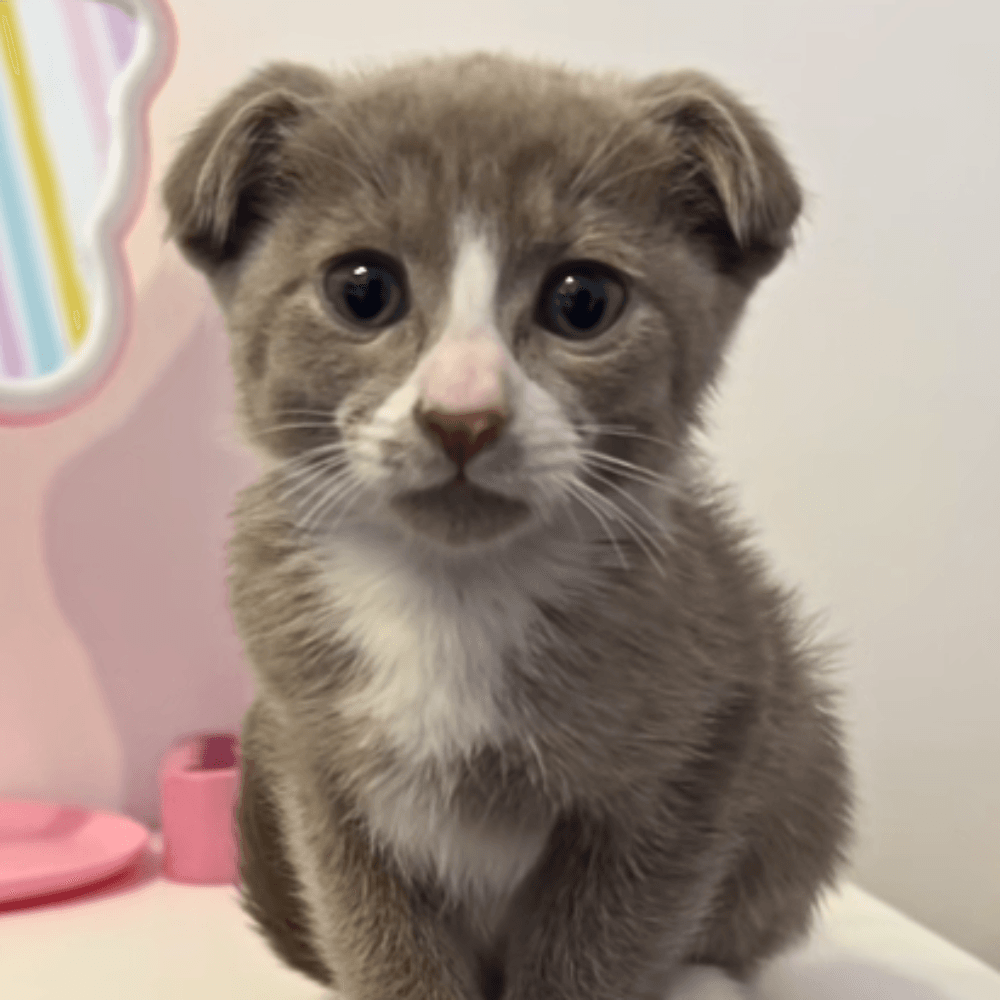 Half Dog Half Cat Preis