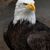Cena Haliaeetus