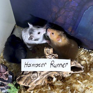 Як продати Hamster Runner ($HAMSTERUN)