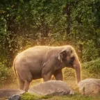 Conversor e calculadora de Happy The Elephant (HAPPY)
