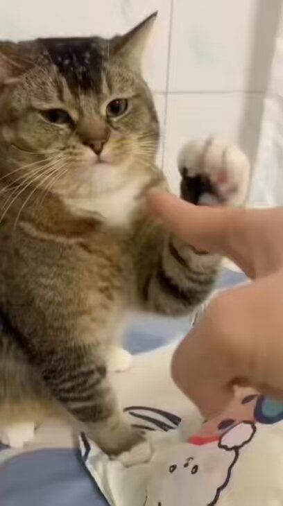 Hooman (HOOMAN) 價格預測