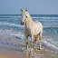 HORSE COIN