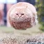 Máy tính và chuyển đổi Hover Cat (HCAT)