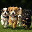 Czym jest I love puppies(PUPPIES)