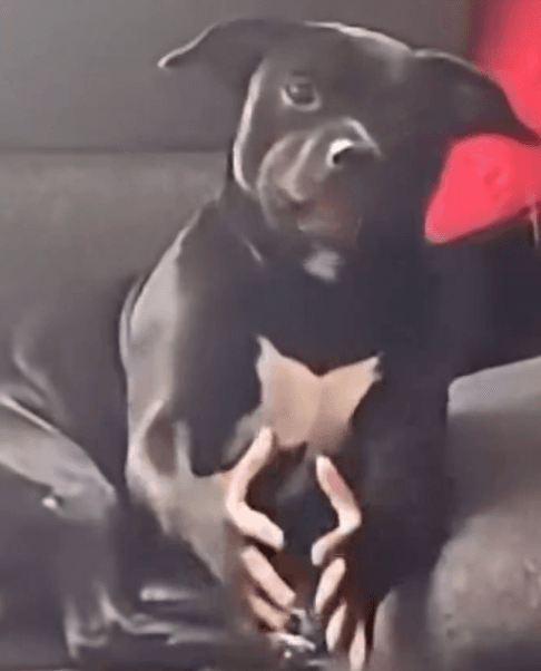 Was ist if you grab me imma bite you(DAWG)