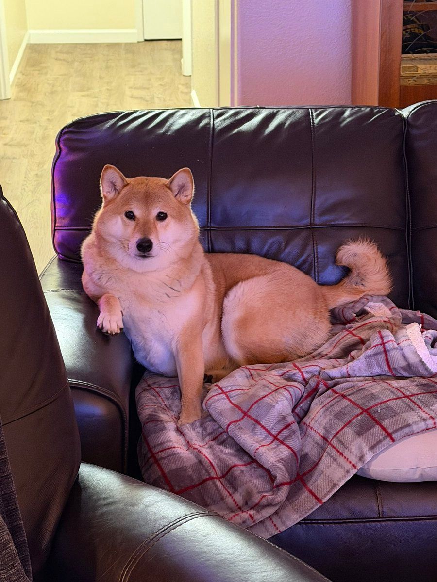 What is Jolyne(JOLYNE)