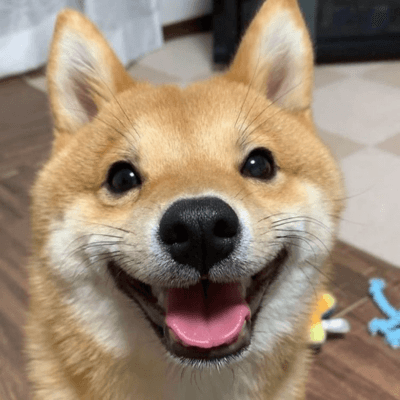 What is Just a Dog(Dog)