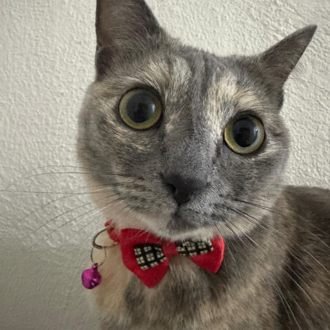 What is Just Elizabeth Cat(ELIZABETH)