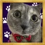 Just Elizabeth Cat