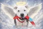 أداة تحويل وحاسبة عملة Justice for Chance (Chance)