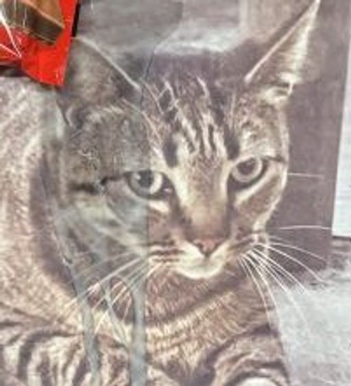 Comment vendre Justice For KitKat (KITKAT)