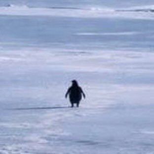 ¿Qué es Justice for Penguin(PENGUIN)?