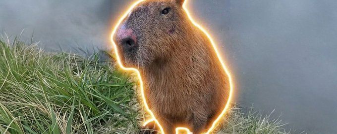 What is Justice for Rocky(Rocky)