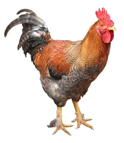Justice For Rooster（ROOSTER）の売却方法