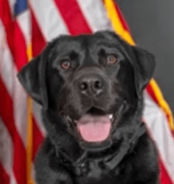 K9 Crypto Agent(Code) nima