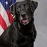 K9 Crypto Agent