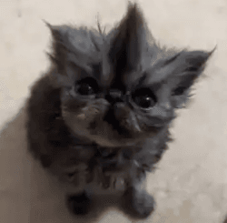 Цена kevin wif mohawk