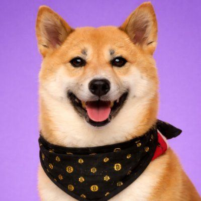 ¿Qué es Kimchithedoge(Kimchi)?