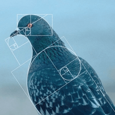 What is level941(Pigeon)