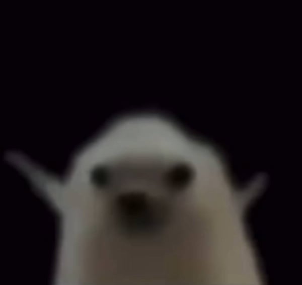 Prezzo di low quality hedgehog