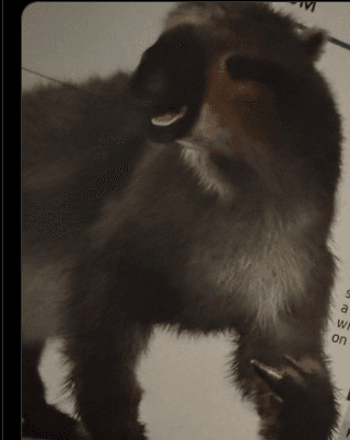 Precio de Megatherium