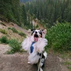Milo the meme dog(Milo)轉換器與計算器